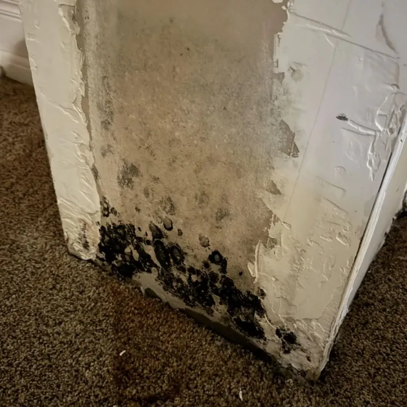 Professional Mold Removal in Tilden, TX
